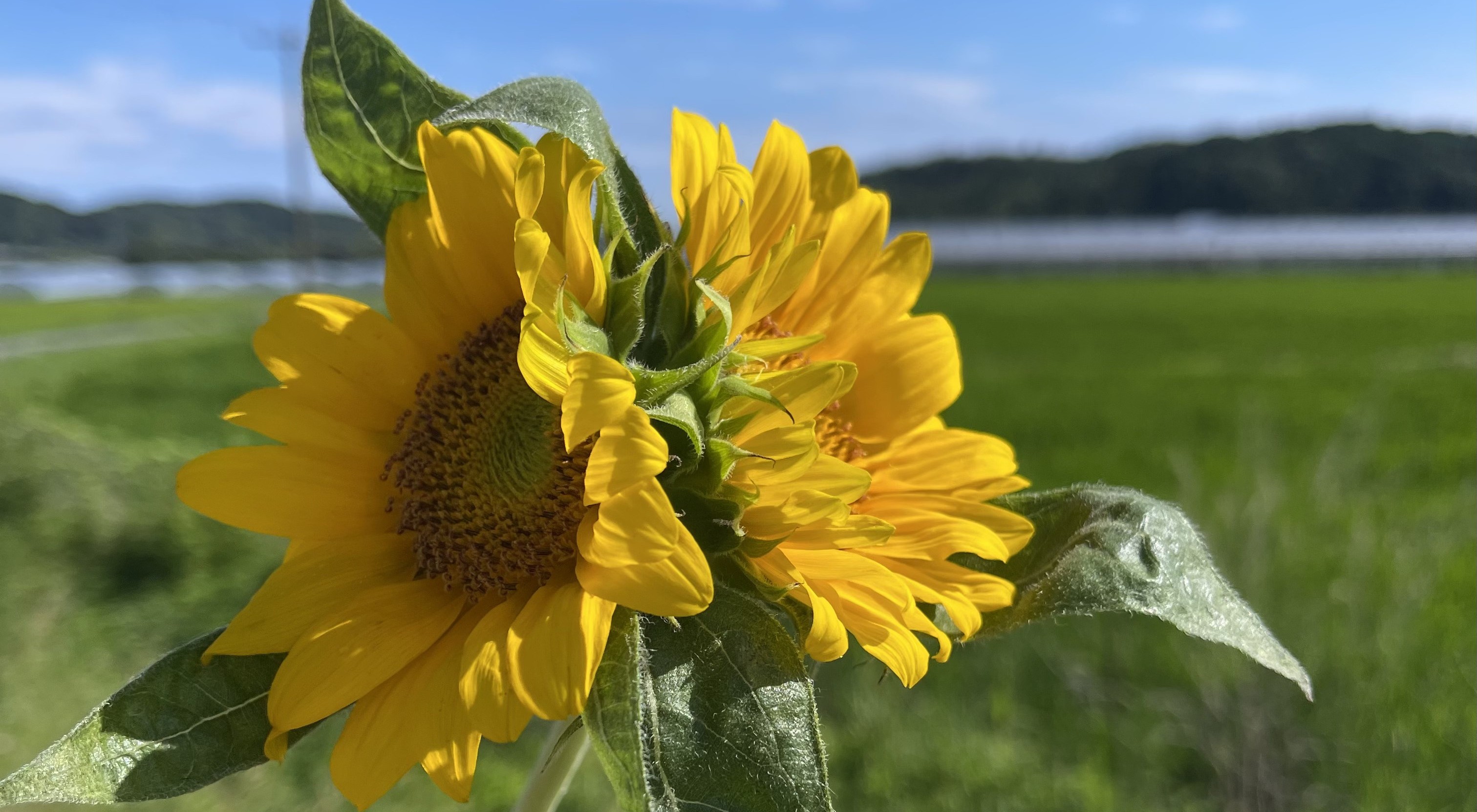 ひまわりの規格外